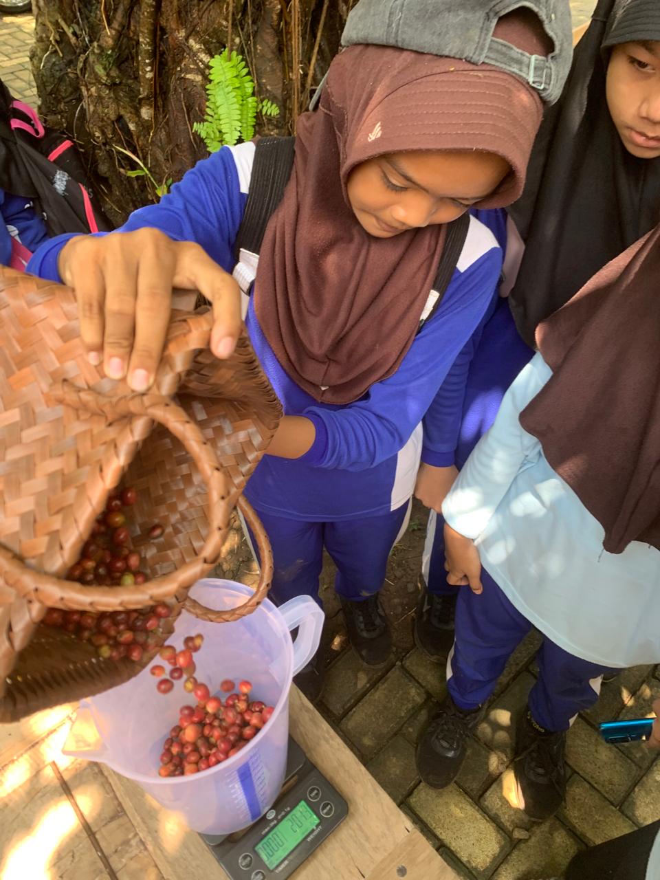 panen kopi